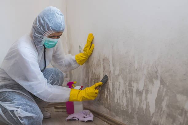 Best Emergency Mold Remediation  in Yuma, AZ