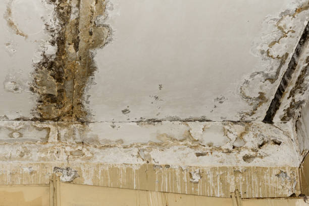 Best Mold Prevention Services  in Yuma, AZ