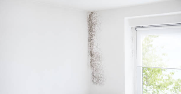 Best Air Quality Testing for Mold Spores  in Yuma, AZ