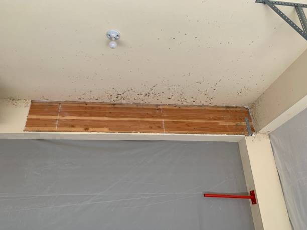 Professional Mold Removal in Yuma, AZ