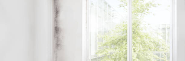 Best Attic Mold Removal  in Yuma, AZ