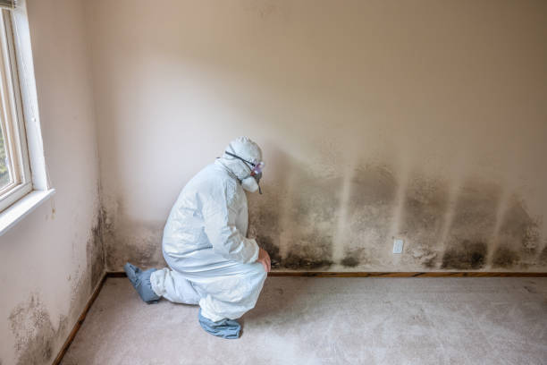 Best Forensic Mold Investigation  in Yuma, AZ